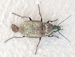 Chlaenius tomentosus