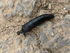 Berberomeloe tenebrosus