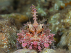 Inimicus filamentosus