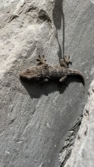 Tarentola mauritanica