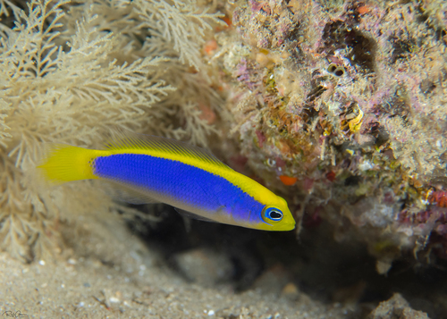 Sunrise dottyback (Pseudochromis flavivertex) — Pseudochromidae