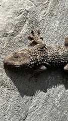 Tarentola mauritanica