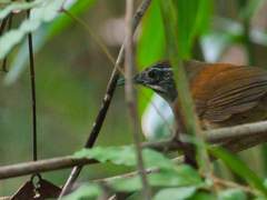 Pheugopedius genibarbis