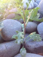 Golovinomyces fischeri