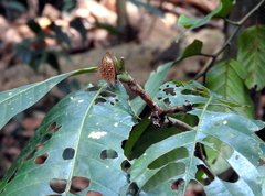 Taxila haquinus