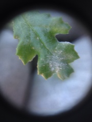 Golovinomyces fischeri