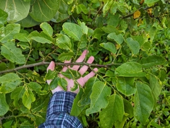 Dalbergia ecastaphyllum