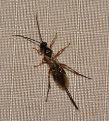 Earinus limitaris