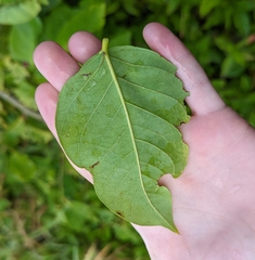 Dalbergia ecastaphyllum