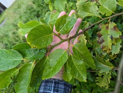 Dalbergia ecastaphyllum