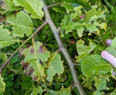 Dalbergia ecastaphyllum