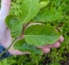 Dalbergia ecastaphyllum