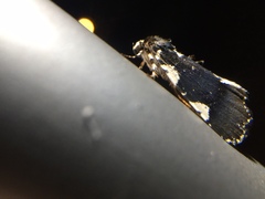 Goenycta niveiguttata