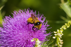 Bombus borealis