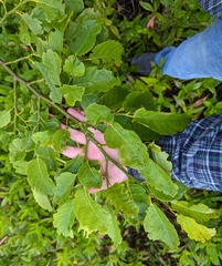 Dalbergia ecastaphyllum