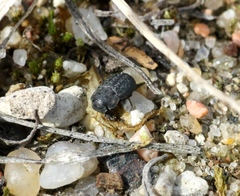 Melanimon tibiale