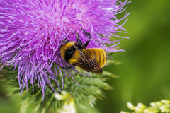 Bombus borealis