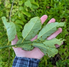 Dalbergia ecastaphyllum