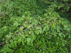 Dalbergia ecastaphyllum