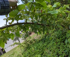 Dalbergia ecastaphyllum