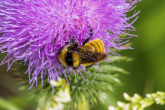 Bombus borealis