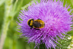 Bombus borealis
