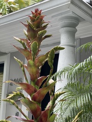 Alcantarea imperialis