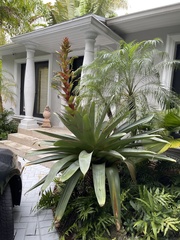 Alcantarea imperialis