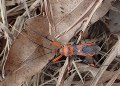 Poecilobdallus formosus