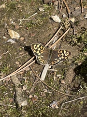 Pararge aegeria