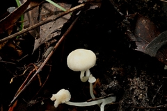 Entoloma albidosimulans