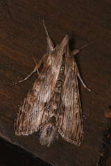 Cuculliinae