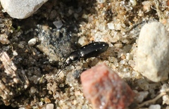 Bembidion pygmaeum