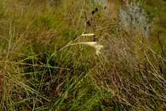 Gladiolus engysiphon