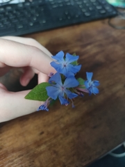 Ceratostigma