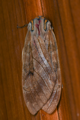 Amastus flavicauda