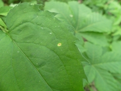 Puccinia cnici-oleracei
