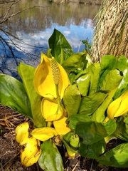 Lysichiton
