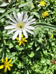 Anemonoides apennina