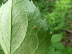 Puccinia cnici-oleracei