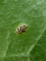 Puccinia cnici-oleracei