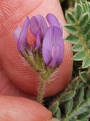 Astragalus stella - cruciatus
