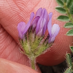 Astragalus stella - cruciatus