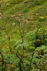 Apiaceae
