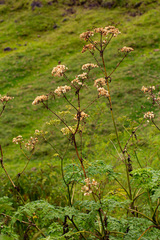 Apiaceae