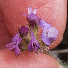 Astragalus stella - cruciatus
