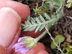 Astragalus stella - cruciatus