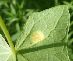 Puccinia convolvuli