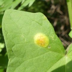 Puccinia convolvuli