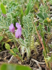 Astragalus stella - cruciatus